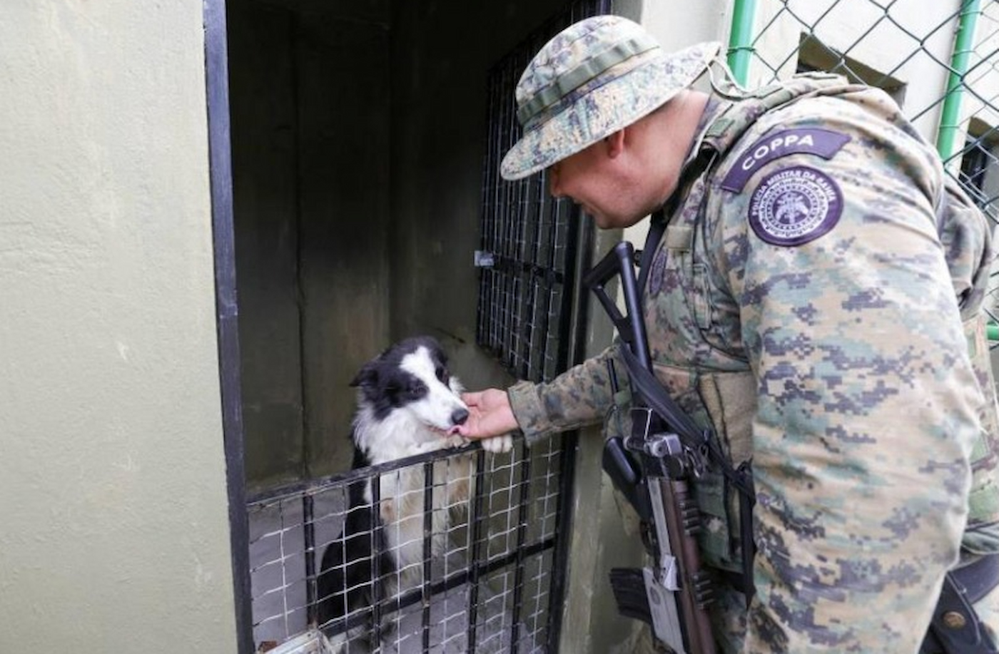 Situação dos cães resgatados na Ponte Salvador-Itaparica é esclarecida pelo governo da Bahia