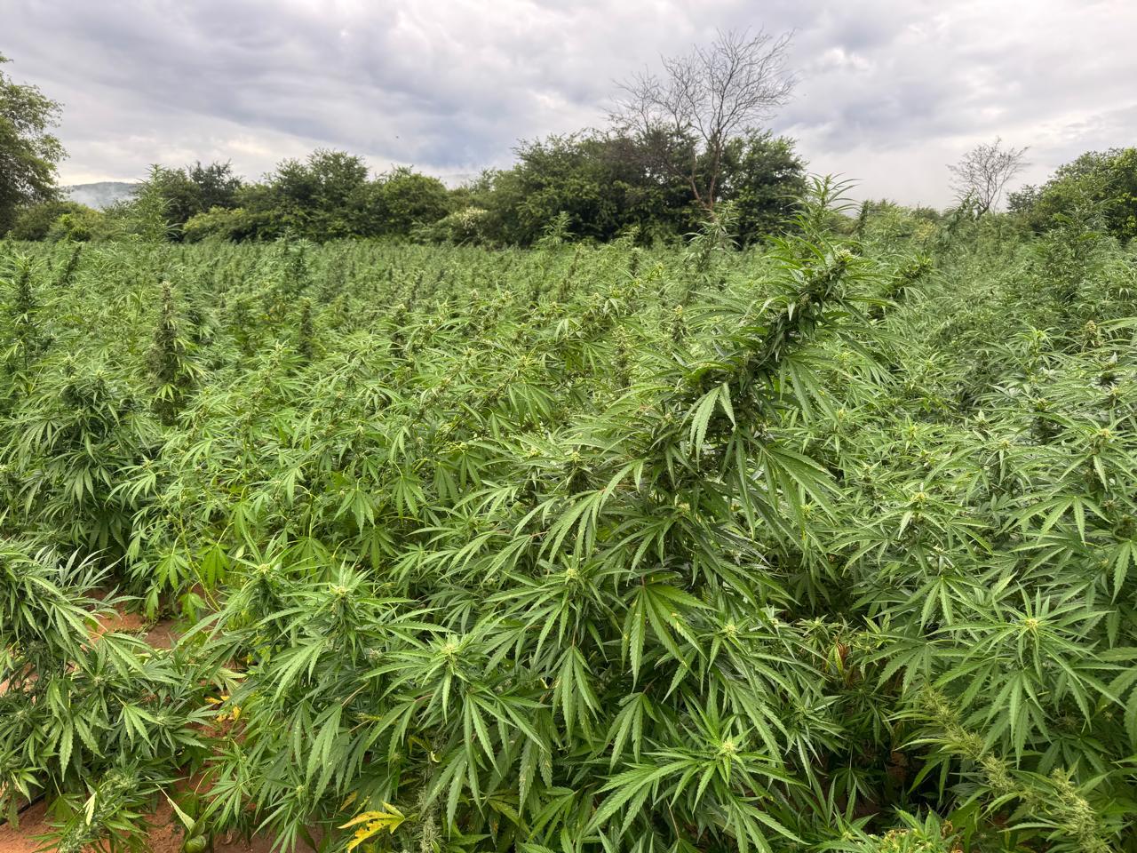 Polícia Federal desarticula grupo de tráfico de maconha com R$ 50 milhões bloqueados