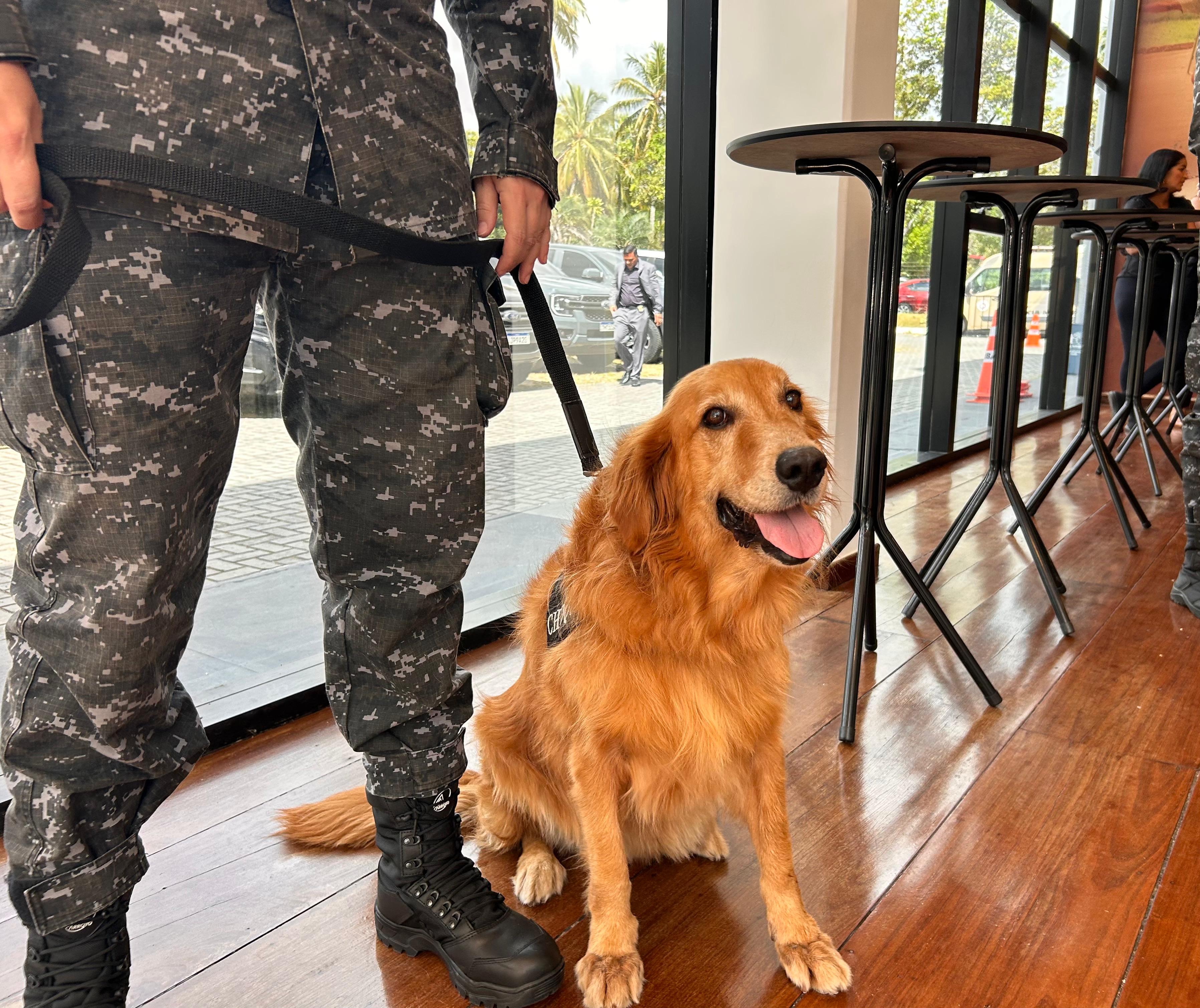 Cães são essenciais em operações policiais; curso da PMBA inicia especialização