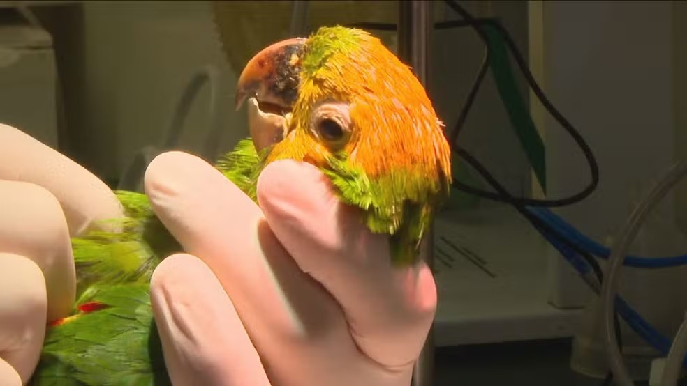 Maritacas são pintadas para serem vendidas como papagaios no RJ