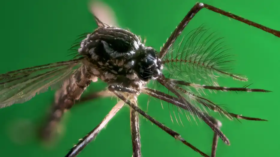 Imagem de São Paulo registra 58 mil casos de dengue e 42 mortes em 2026