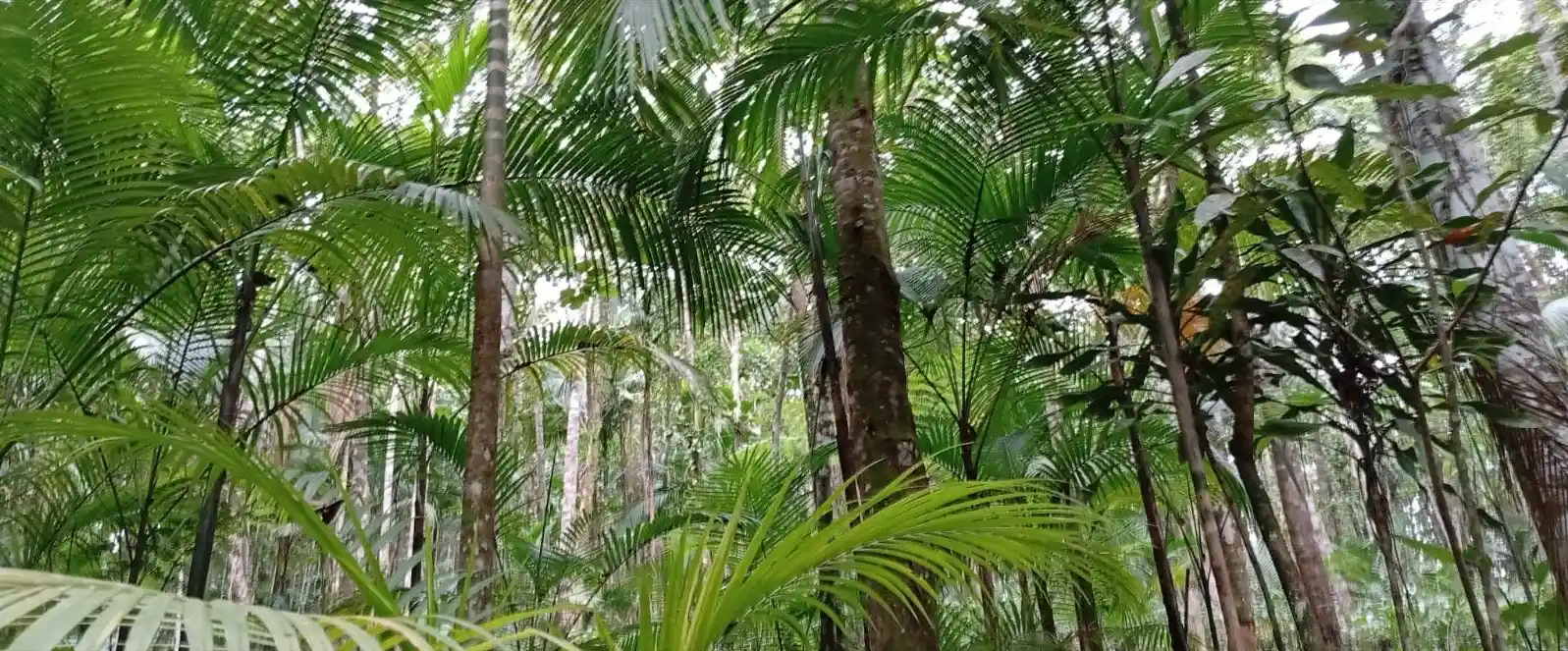 Iniciativa integra palmeira juçara ao cultivo de chá para restaurar a Mata Atlântica