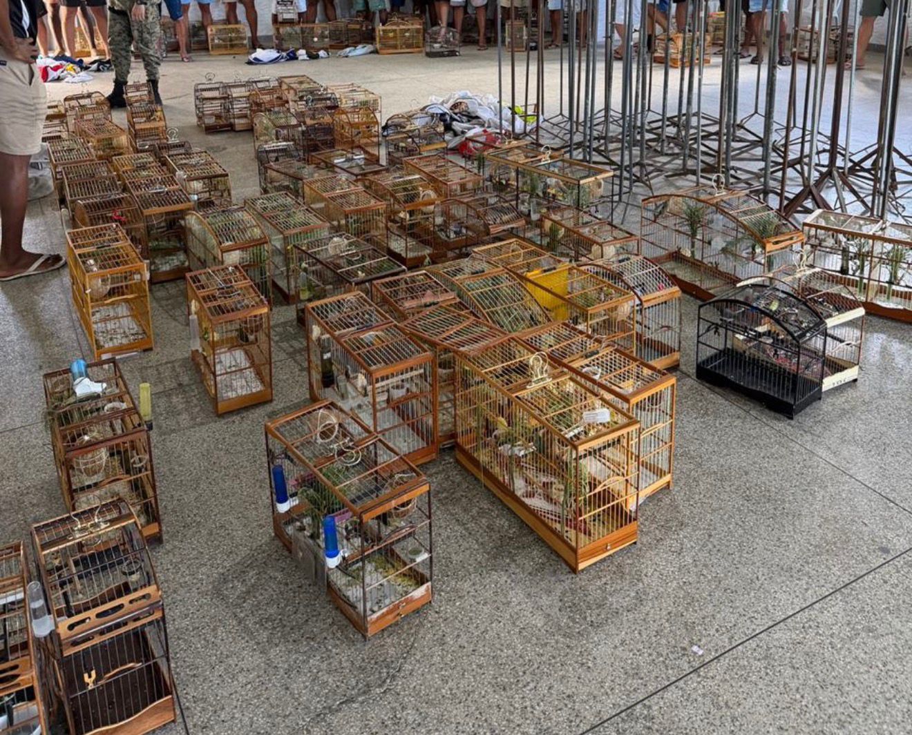 Polícia interrompe torneio irregular de aves em Salvador