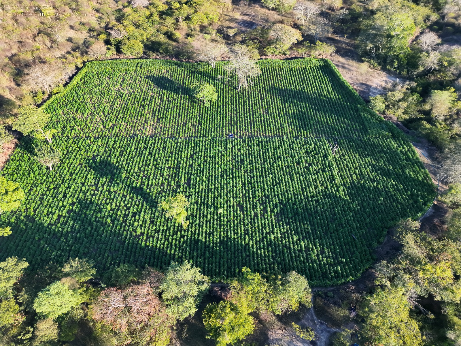 Destruição de plantação com 35 mil pés de maconha na Bahia