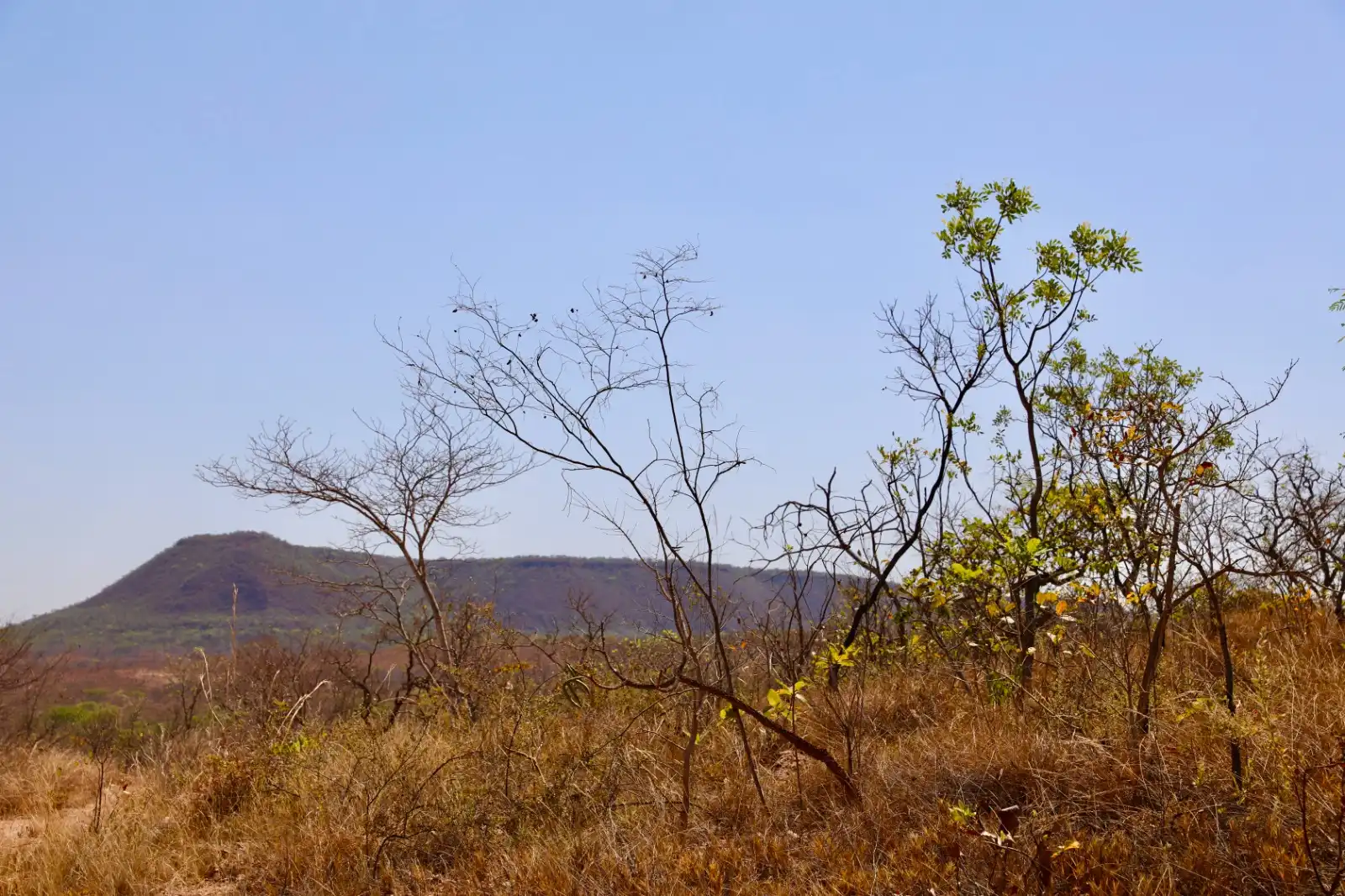Imagem de Bahia apresenta redução nas áreas com alertas de desmatamento