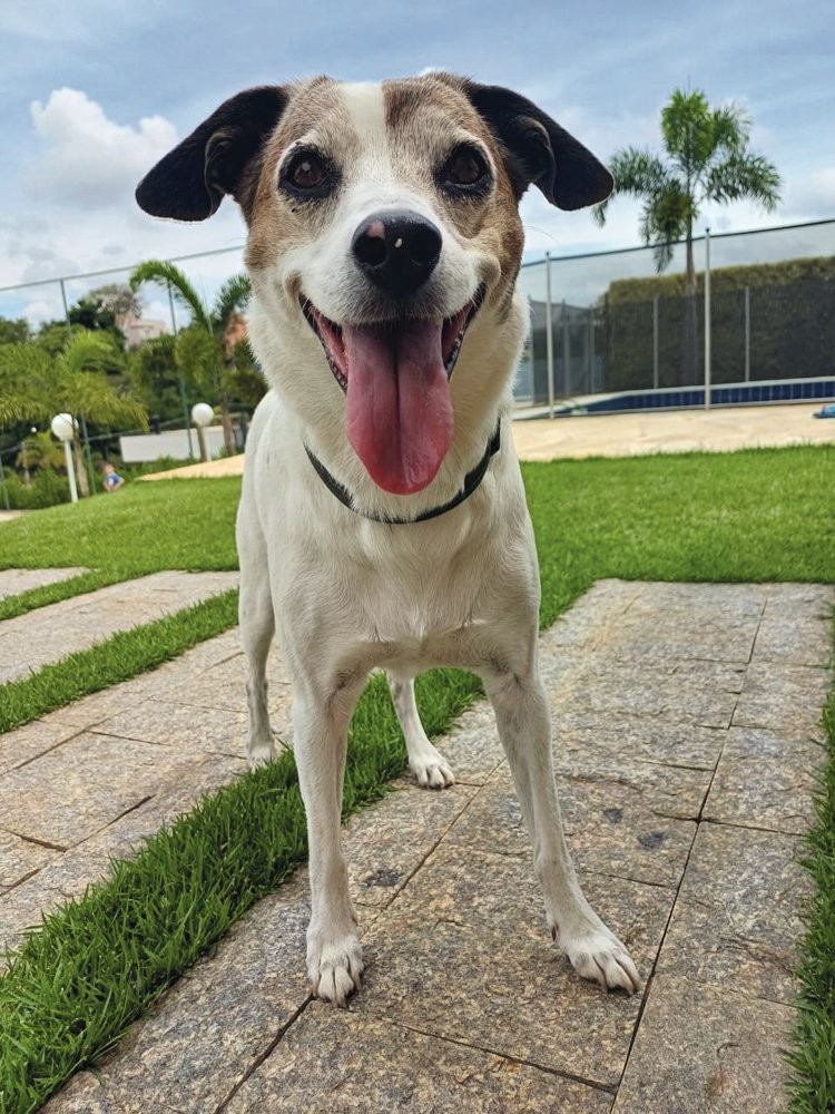 Início do programa de longevidade canina mostra resultados positivos no Brasil