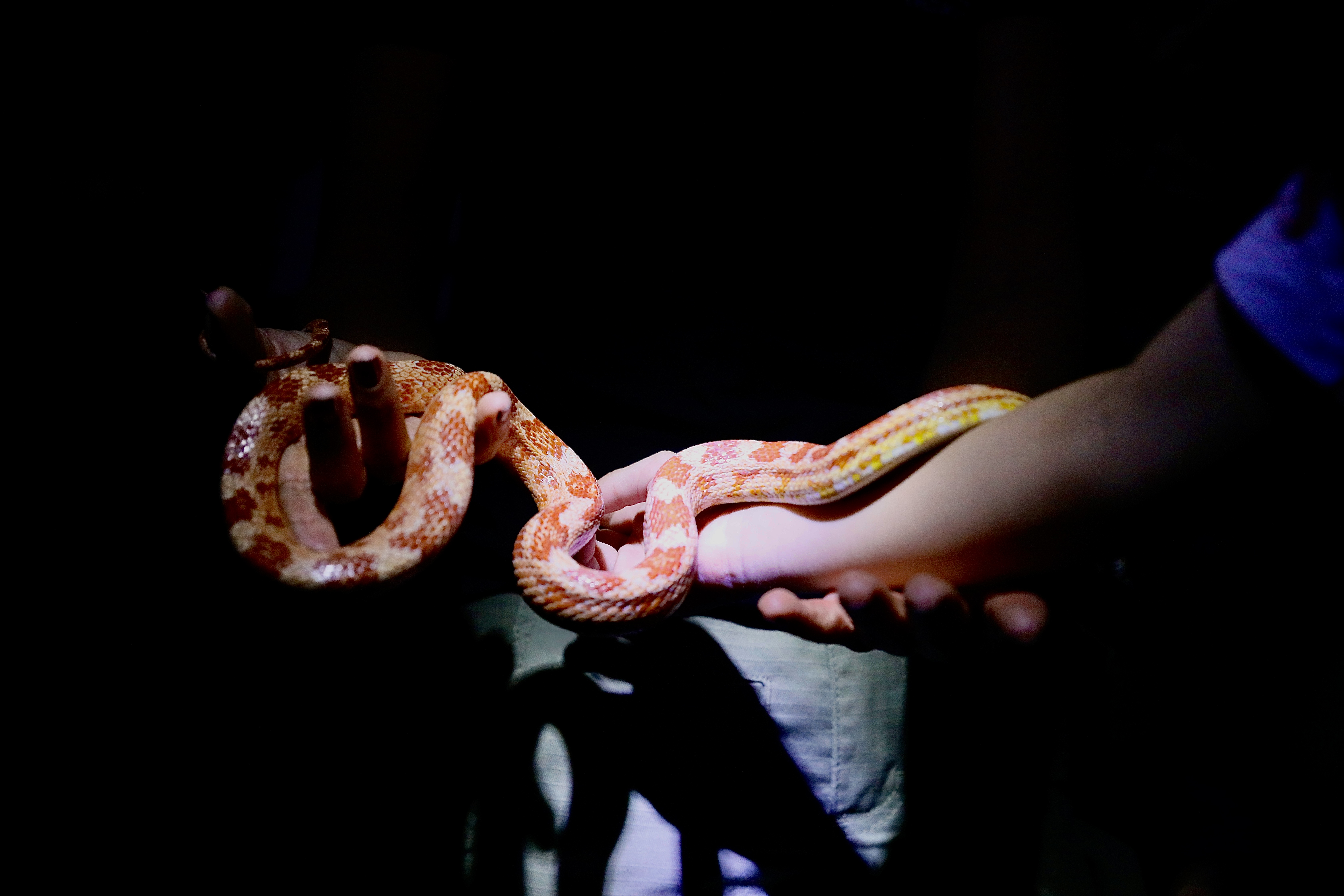 Parque Zoobotânico de Salvador oferece visita noturna gratuita