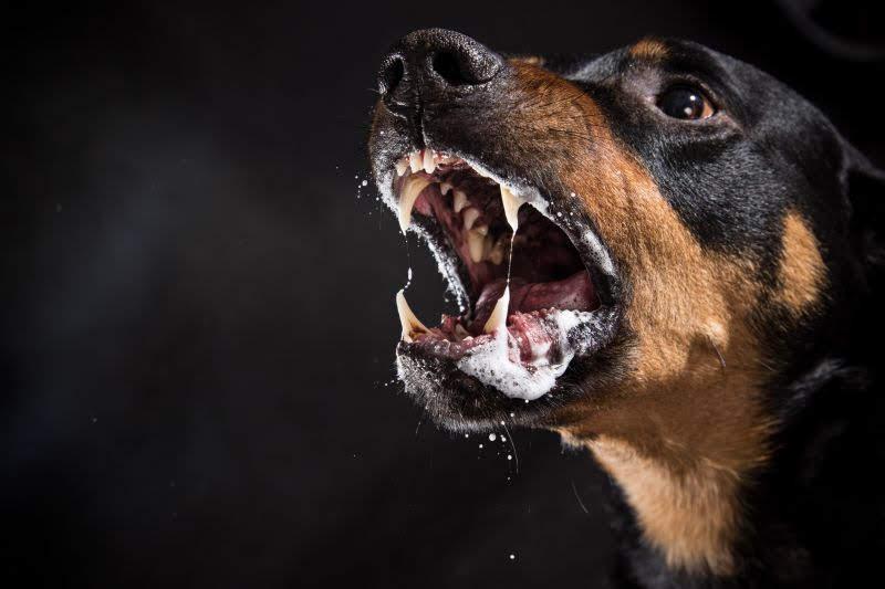 Idosa é gravemente ferida em ataque de cães em Amparo