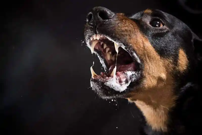 Idosa é gravemente ferida em ataque de cães em Amparo